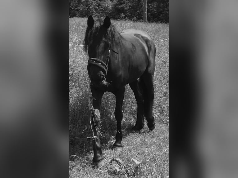 Warlander Hengst 10 Jaar 168 cm Zwart in Beilstein