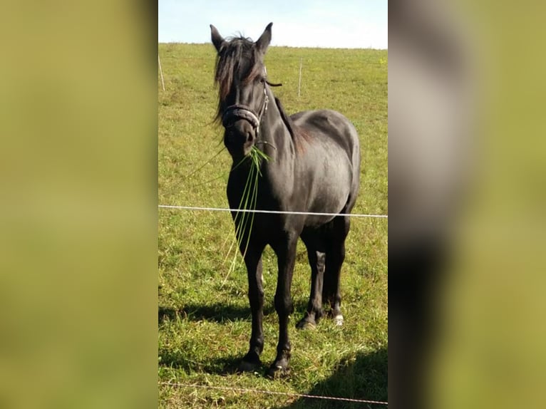 Warlander Hengst 10 Jaar 168 cm Zwart in Beilstein