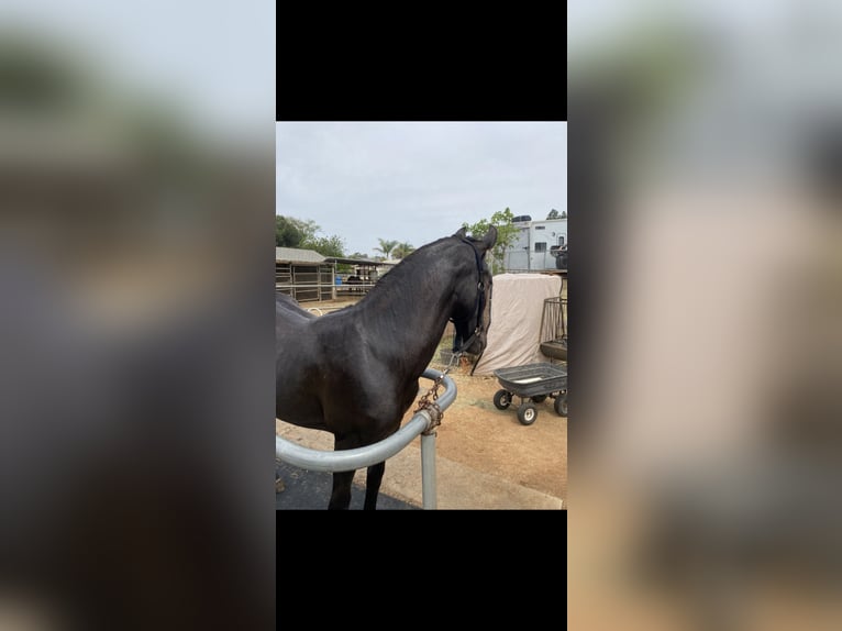 Warlander Hengst 1 Jaar 152 cm Zwartbruin in Norco