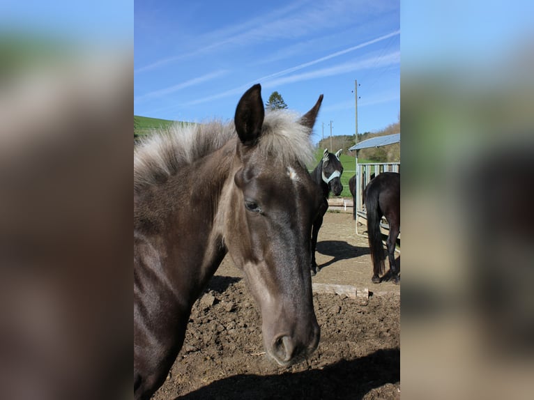 Warlander Hengst 1 Jaar 160 cm  in Engen