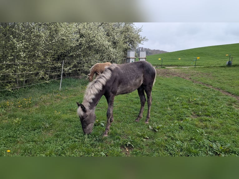 Warlander Hengst 1 Jaar 160 cm  in Engen