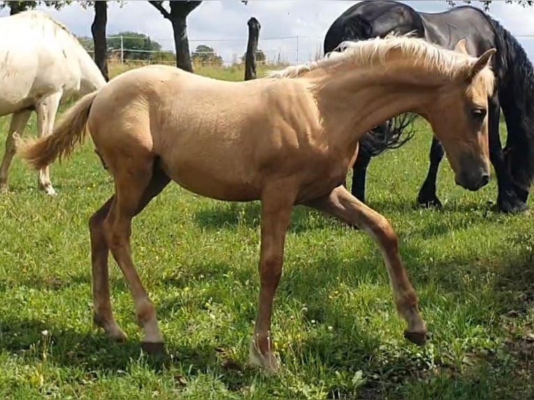 Warlander Hengst 1 Jaar 162 cm Palomino in Ohrenbach