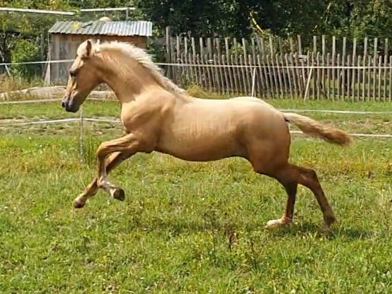 Warlander Hengst 1 Jaar 162 cm Palomino in Ohrenbach