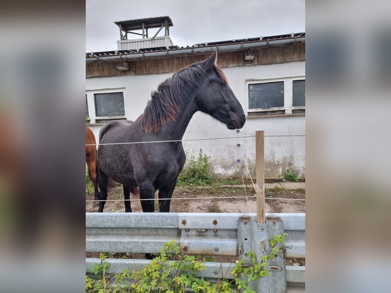 Warlander Hengst 1 Jaar 162 cm Zwart in Leopoldshagen