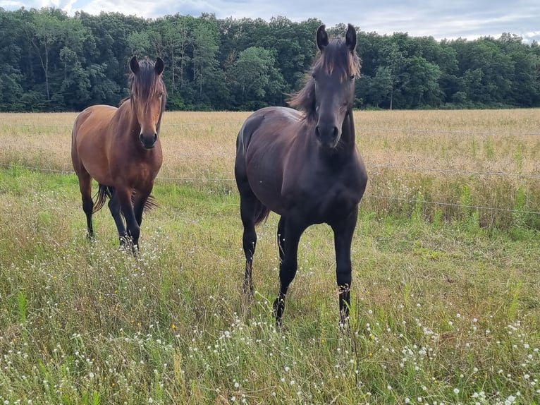 Warlander Hengst 1 Jaar 163 cm Zwart in Ueckermünde