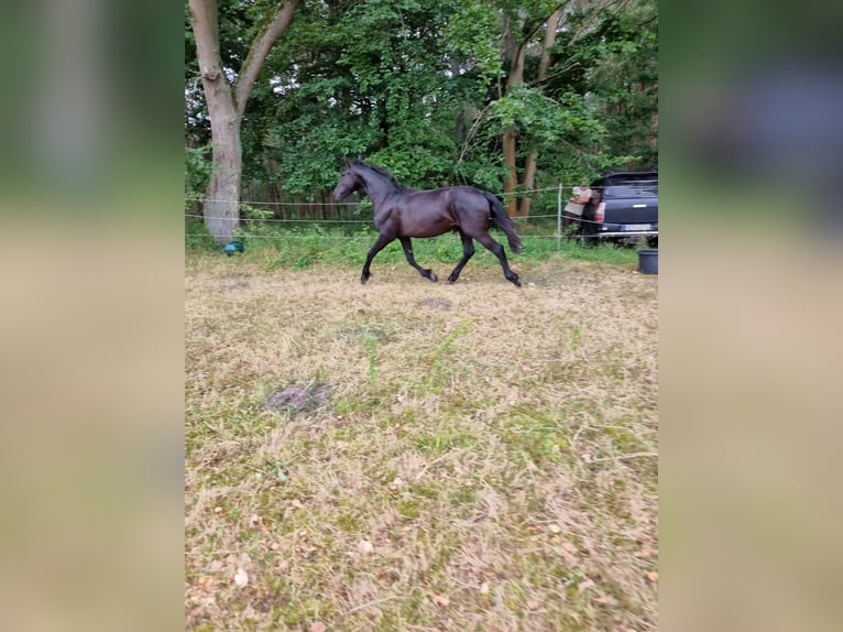 Warlander Hengst 1 Jaar 163 cm Zwart in Ueckermünde