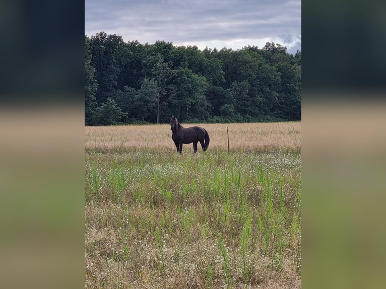 Warlander Hengst 1 Jaar 163 cm Zwart in Ueckermünde