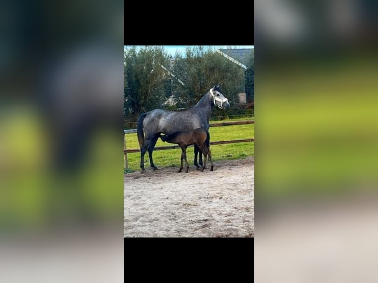 Warlander Hengst 1 Jaar Zwart in Drunen