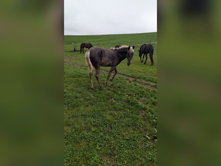 Warlander Hengst 1 Jahr 160 cm  in Engen