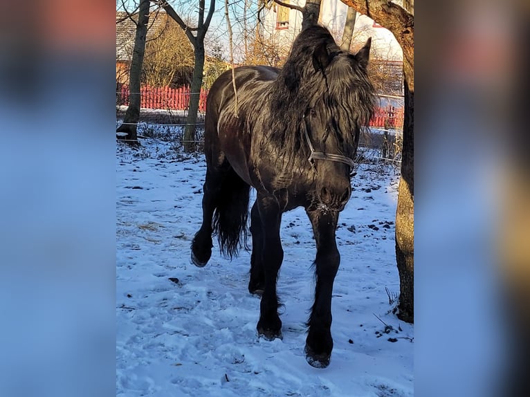 Warlander Hengst 1 Jahr 162 cm Palomino in Ohrenbach