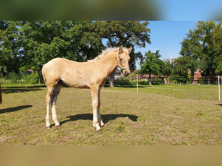 Warlander Hengst 1 Jahr 162 cm Palomino in Ohrenbach