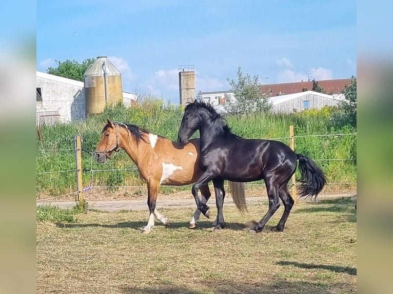 Warlander Hengst 1 Jahr 163 cm Rappe in Ueckermünde