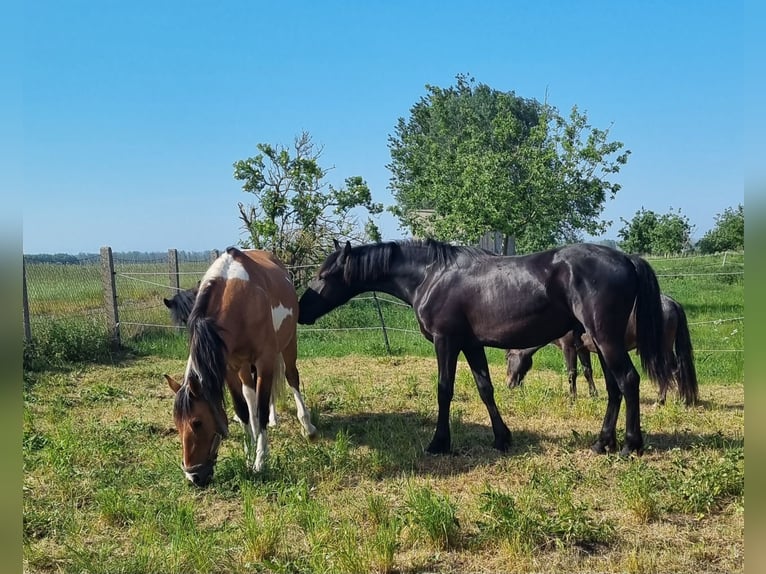 Warlander Hengst 1 Jahr 163 cm Rappe in Ueckermünde