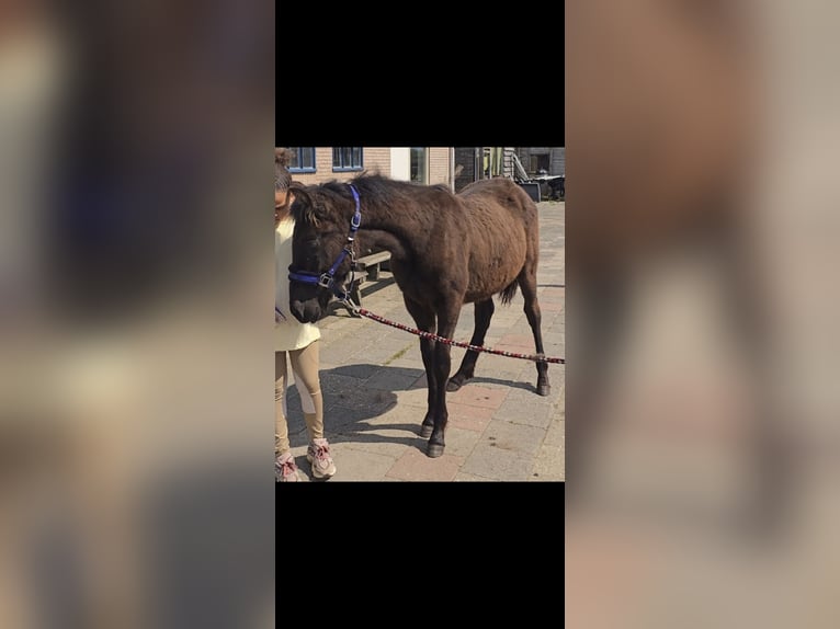 Warlander Hengst 1 Jahr Rappe in Drunen