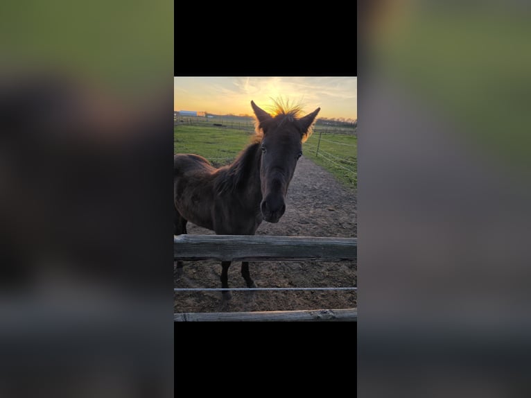 Warlander Hengst 1 Jahr Rappe in Drunen