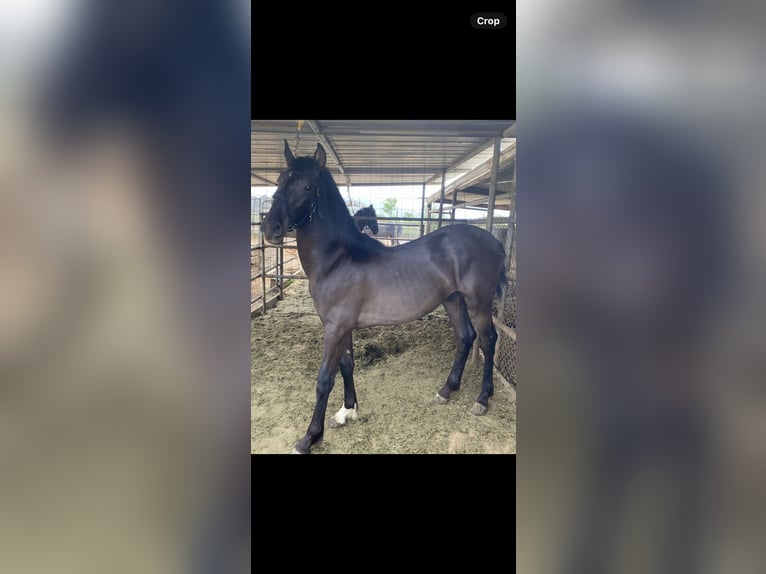 Warlander Hengst 1 Jahr Schwarzbrauner in Norco