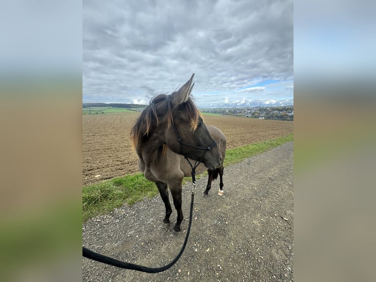 Warlander Hengst 2 Jaar 160 cm Grullo in Katzenelnbogen