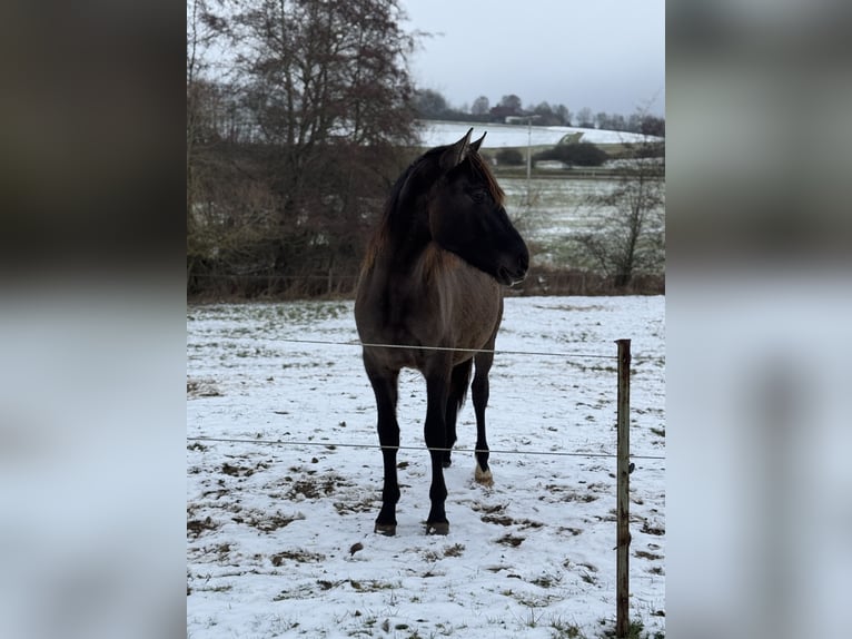 Warlander Hengst 2 Jaar 160 cm Grullo in Katzenelnbogen