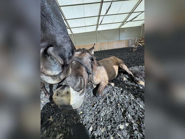 Warlander Hengst 2 Jaar 160 cm Grullo in Katzenelnbogen