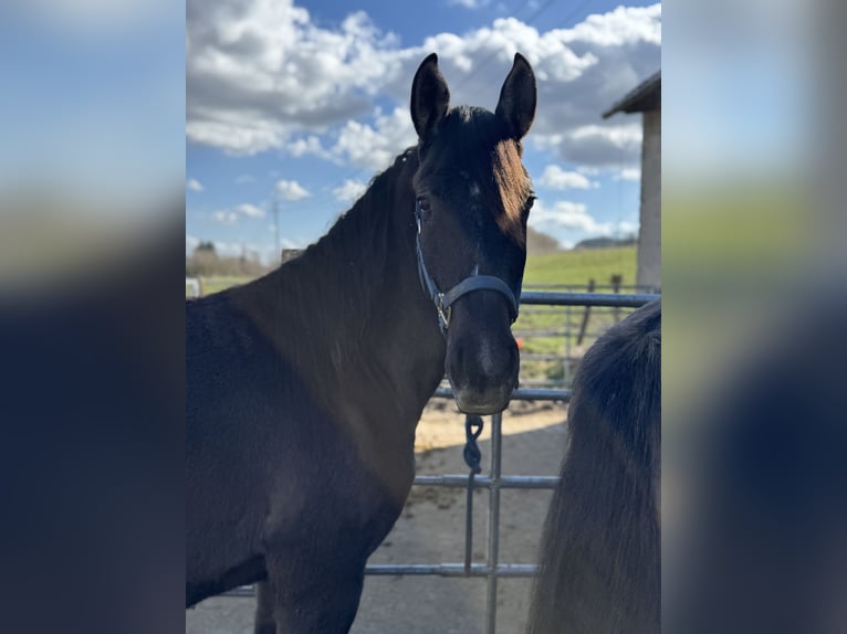 Warlander Hengst 2 Jahre 160 cm Grullo in Katzenelnbogen