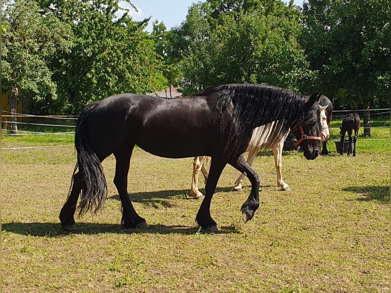 Warlander Hengst 2 Jahre 163 cm Buckskin in Ohrenbach
