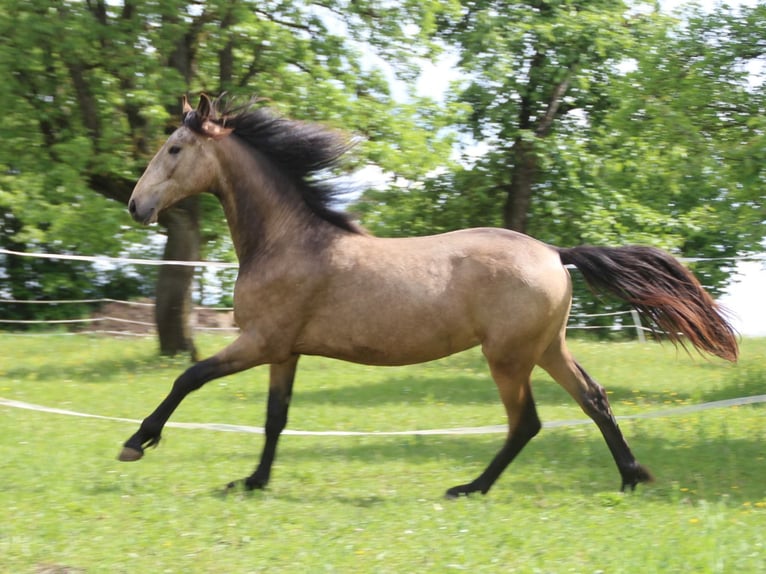 Warlander Hengst 2 Jahre 165 cm Buckskin in Ohrenbach