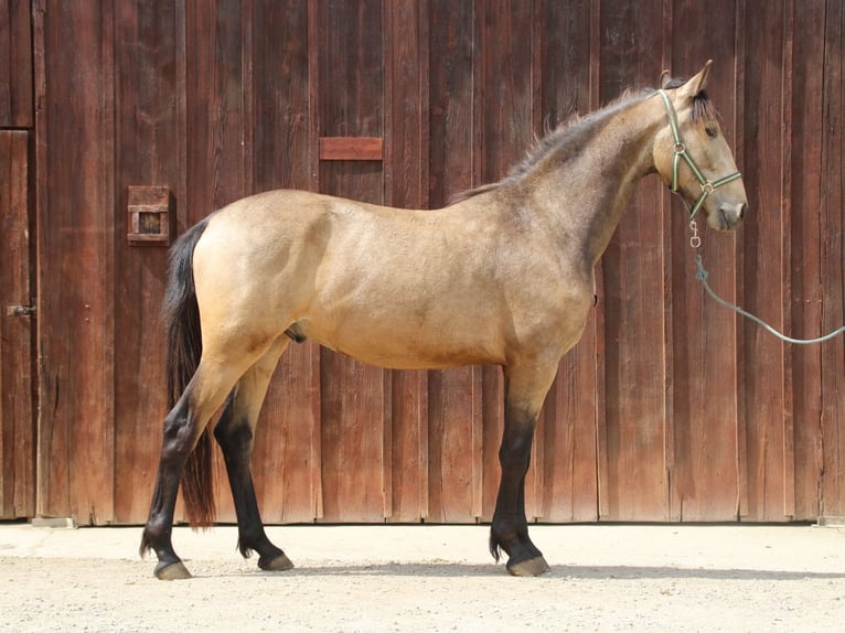 Warlander Hengst 2 Jahre 165 cm Buckskin in Ohrenbach