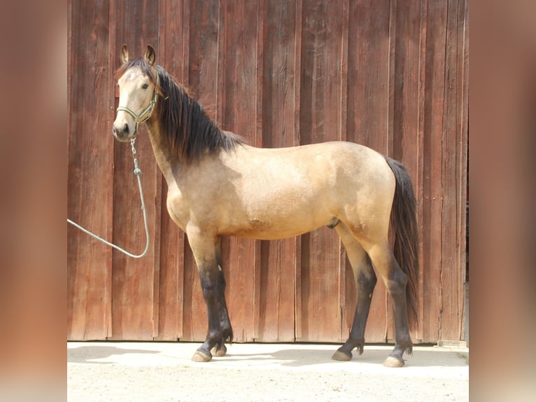 Warlander Hengst 2 Jahre 165 cm Buckskin in Ohrenbach