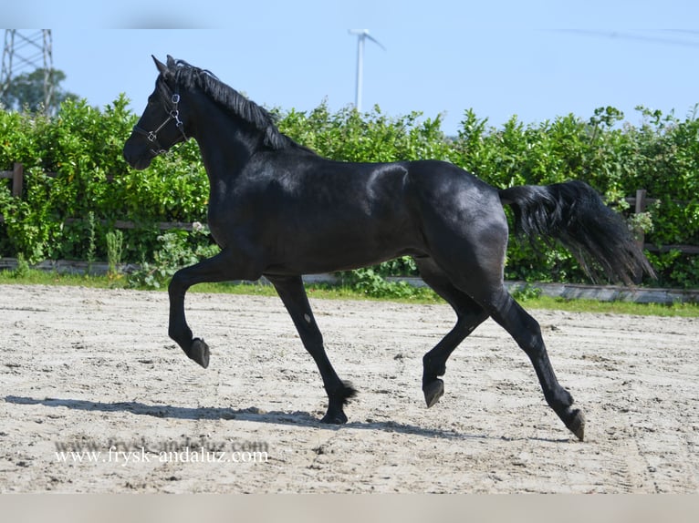 Warlander Hengst 3 Jahre 176 cm Rappe in Mijnsheerenland