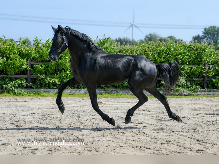 Warlander Hengst 3 Jahre 176 cm Rappe in Mijnsheerenland