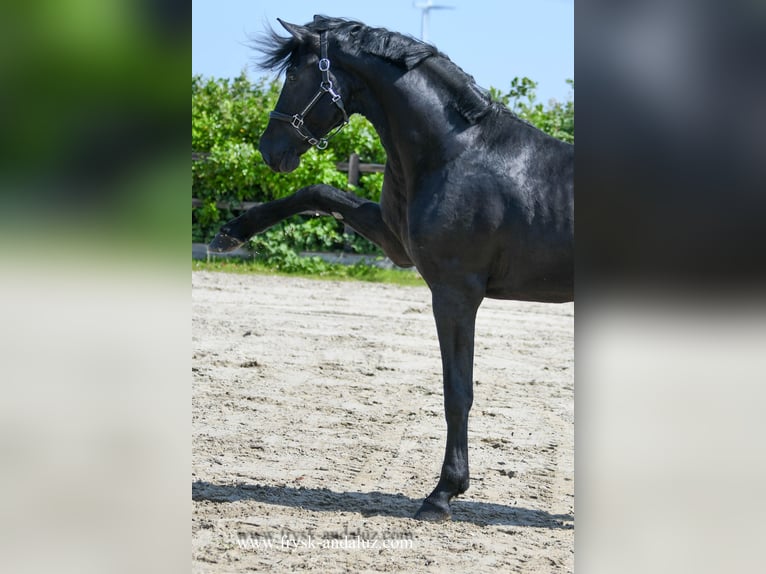Warlander Hengst 3 Jahre 176 cm Rappe in Mijnsheerenland