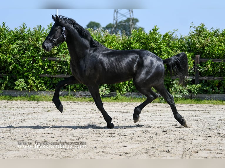 Warlander Hengst 3 Jahre 176 cm Rappe in Mijnsheerenland