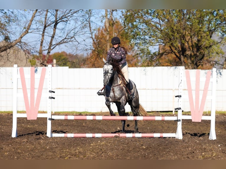 Warlander Hengst 4 Jaar 163 cm Appelschimmel in Forney