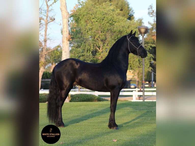 Warlander Hengst 5 Jaar 163 cm Zwart in Corona, CA