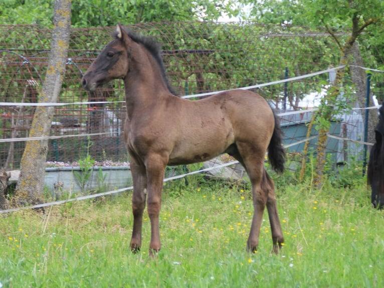 Warlander Hengst Fohlen (03/2026) 165 cm Rappe in Ohrenbach