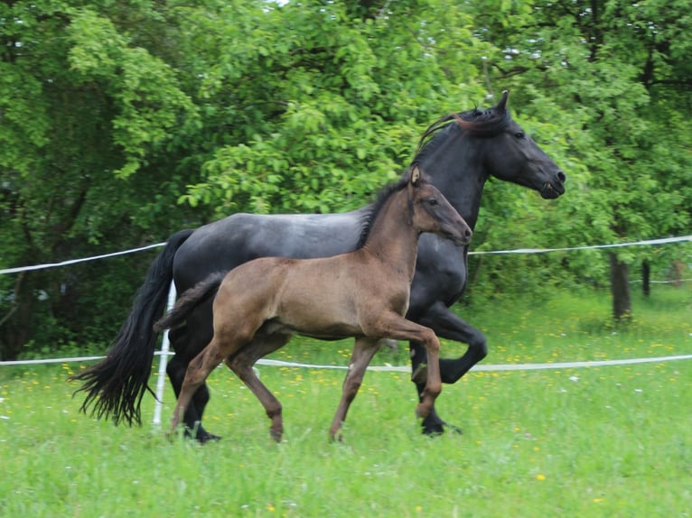 Warlander Hengst Veulen (03/2026) 165 cm Zwart in Ohrenbach