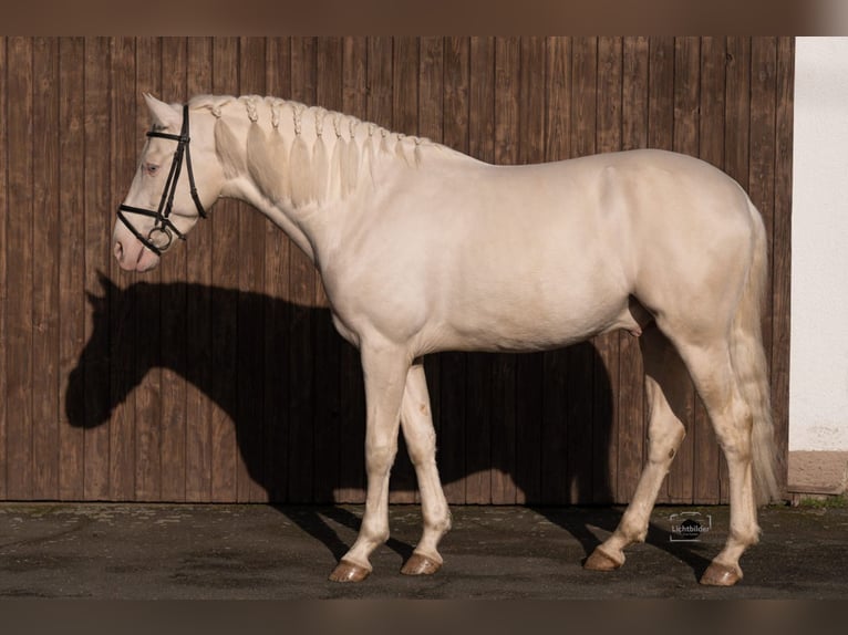 Warlander Hengst Veulen (03/2026) 165 cm Zwart in Ohrenbach