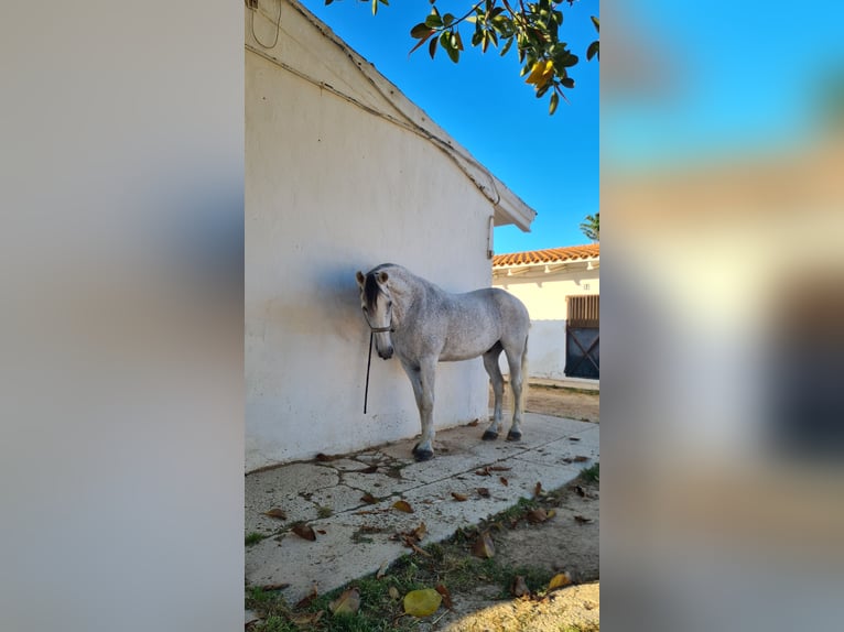 Warlander Croisé Hongre 17 Ans 158 cm Gris moucheté in Ciutadella De Menorca