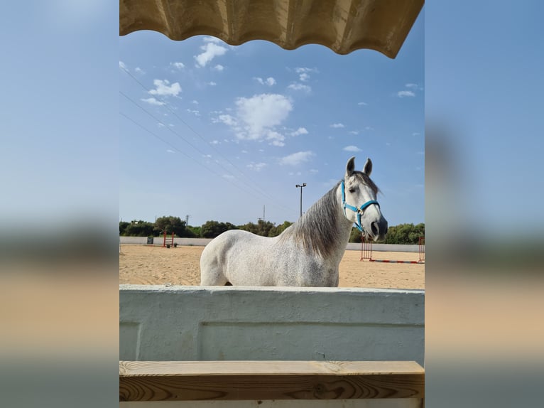 Warlander Croisé Hongre 17 Ans 158 cm Gris moucheté in Ciutadella De Menorca