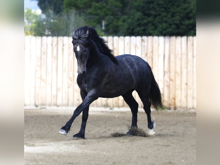 Warlander Hongre 3 Ans 152 cm Gris in Stevensville