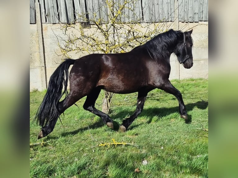 Warlander Hongre 3 Ans 156 cm Noir in Liepgarten