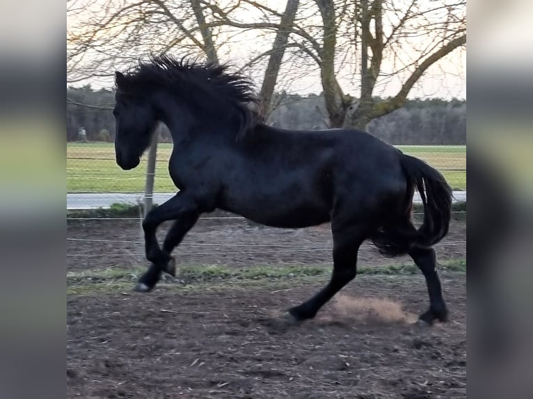 Warlander Hongre 3 Ans 157 cm Noir in Liepgarten