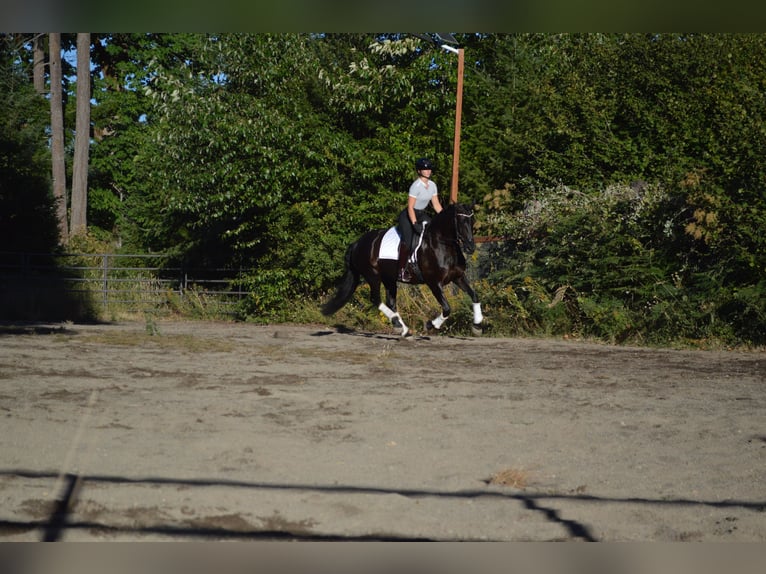 Warlander Jument 11 Ans 163 cm Noir in Yelm