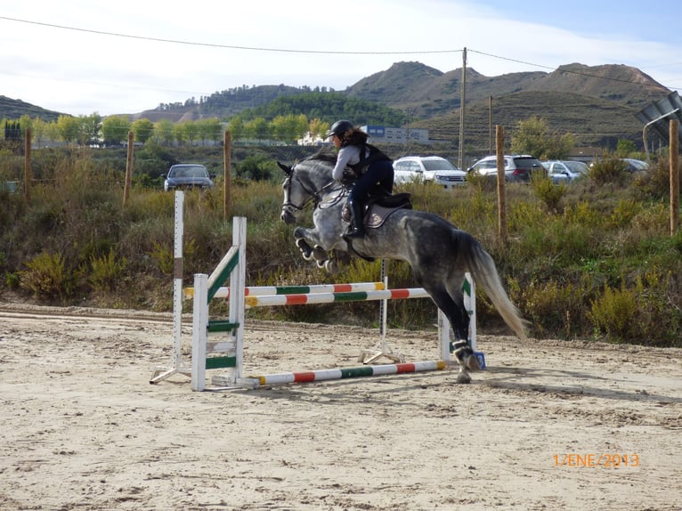 Warlander Jument 11 Ans 172 cm Gris in Logroño