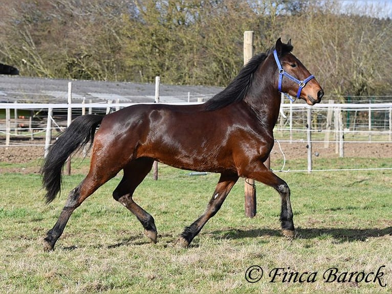 Warlander Jument 4 Ans 160 cm Bai brun in Wiebelsheim