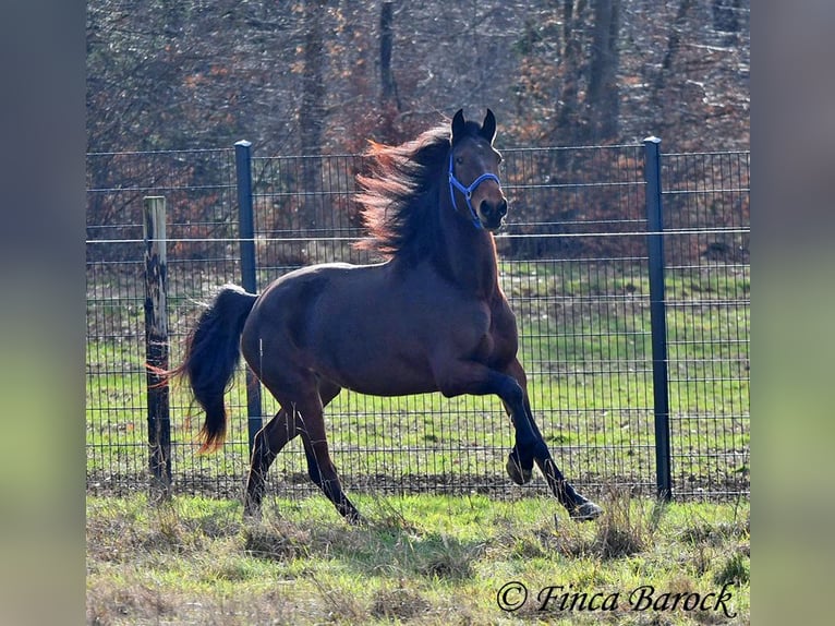 Warlander Jument 4 Ans 160 cm Bai brun in Wiebelsheim