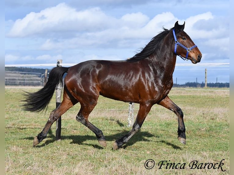 Warlander Jument 4 Ans 160 cm Bai brun in Wiebelsheim