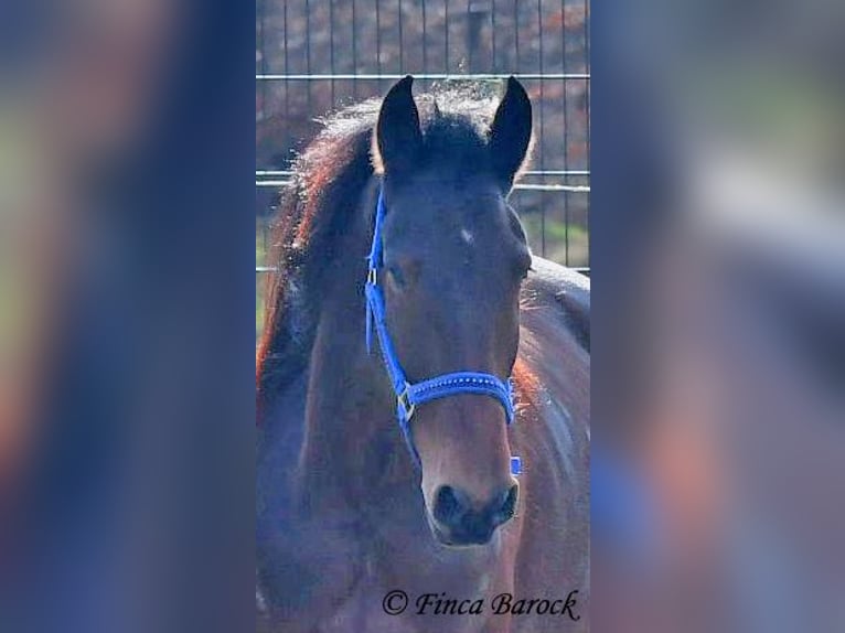 Warlander Jument 4 Ans 160 cm Bai brun in Wiebelsheim