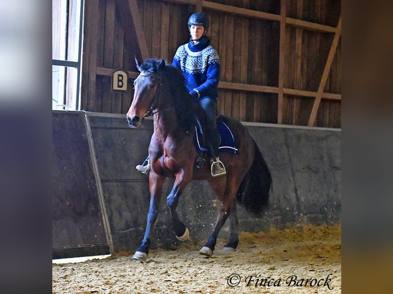 Warlander Jument 4 Ans 160 cm Bai brun in Wiebelsheim