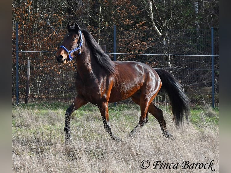 Warlander Jument 4 Ans 160 cm Bai brun in Wiebelsheim